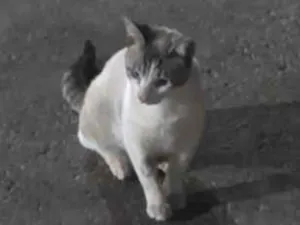 Gato raça SRD-ViraLata idade 7 a 11 meses nome Pierre