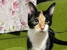 Gato raça SRD-ViraLata idade 7 a 11 meses nome Pérola e Penélope 