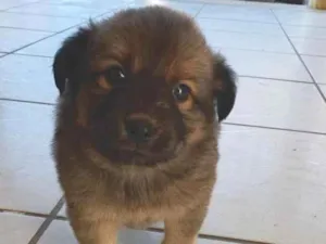 Cachorro raça SRD-ViraLata idade 2 a 6 meses nome sem nome 