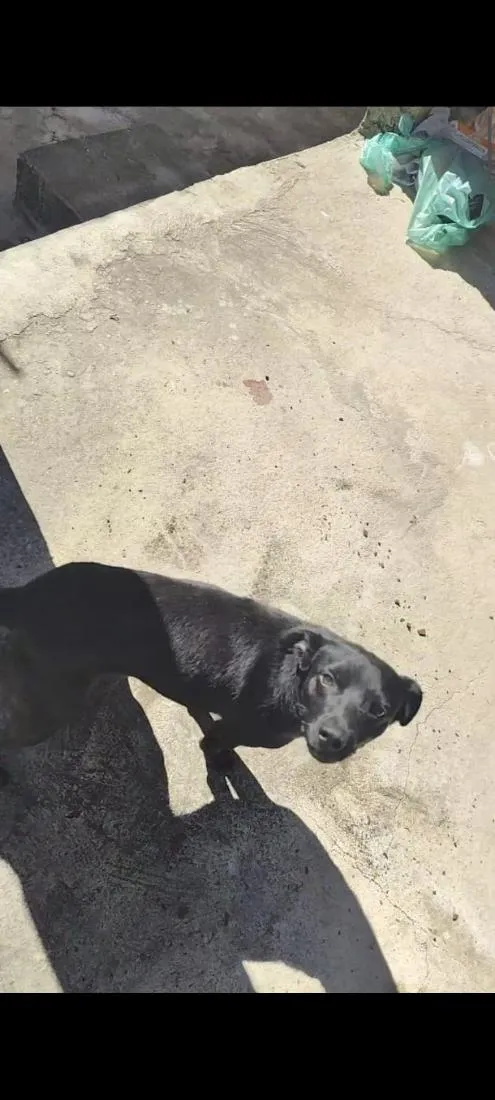 Cachorro raça SRD-ViraLata idade 1 ano nome Pintinha