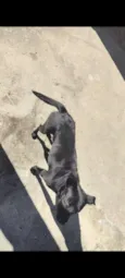 Pintinha