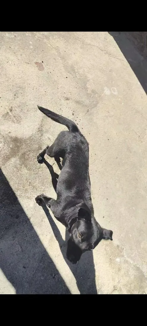 Cachorro raça SRD-ViraLata idade 1 ano nome Pintinha
