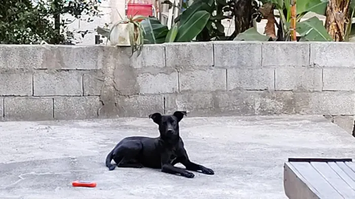 Cachorro raça SRD-ViraLata idade 1 ano nome Pintinha