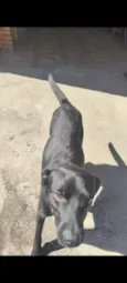 Pintinha