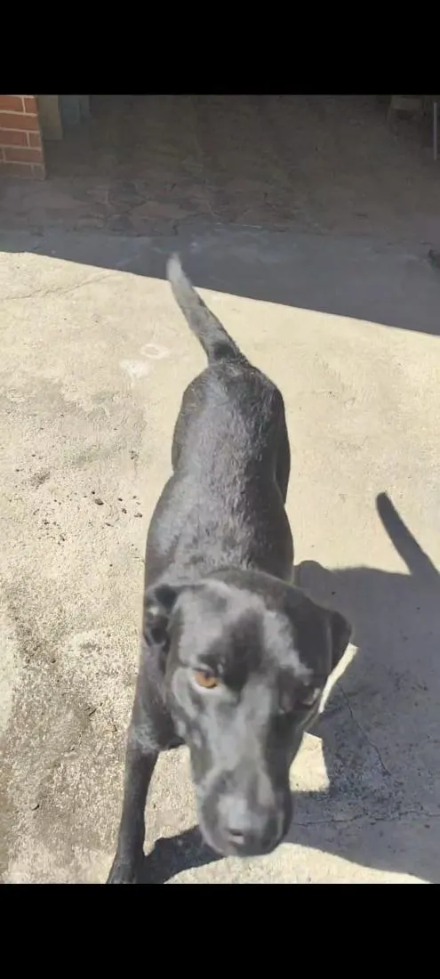 Cachorro raça SRD-ViraLata idade 1 ano nome Pintinha