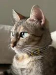 Shirra