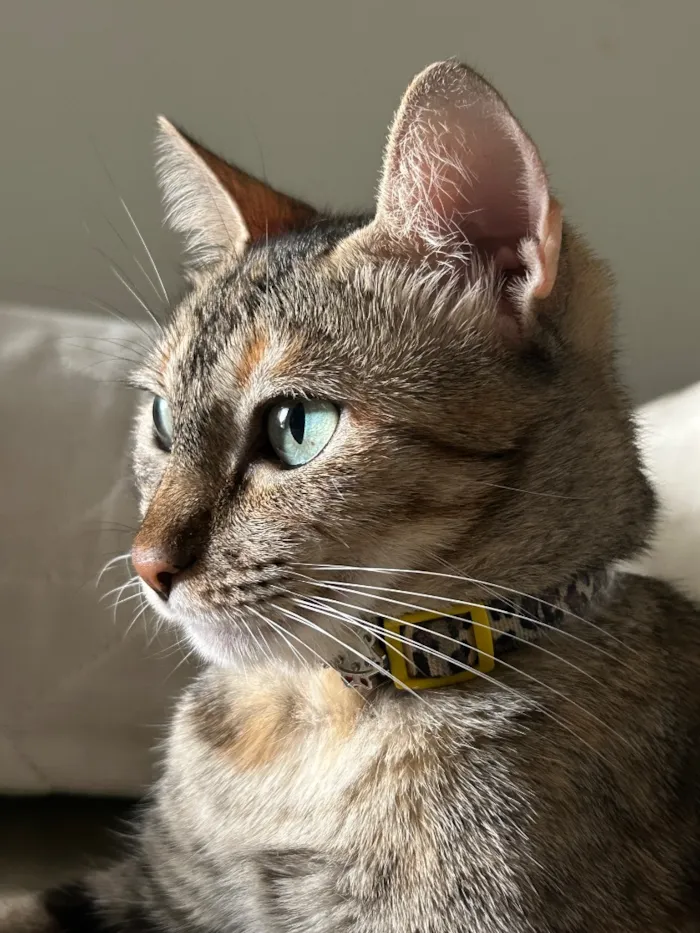 Gato raça SRD-ViraLata idade 6 ou mais anos nome Shirra