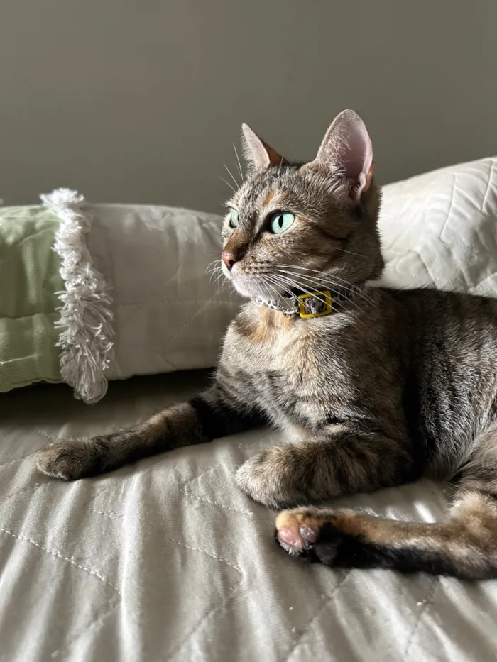 Gato raça SRD-ViraLata idade 6 ou mais anos nome Shirra