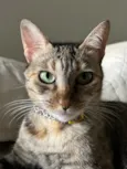 Shirra