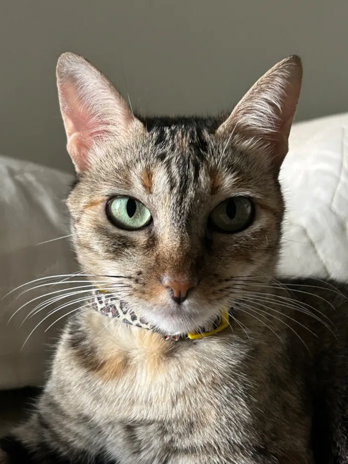 Gato raça SRD-ViraLata idade 6 ou mais anos nome Shirra