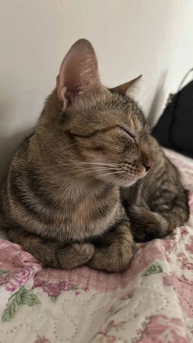 Gato raça SRD-ViraLata idade 6 ou mais anos nome Shirra