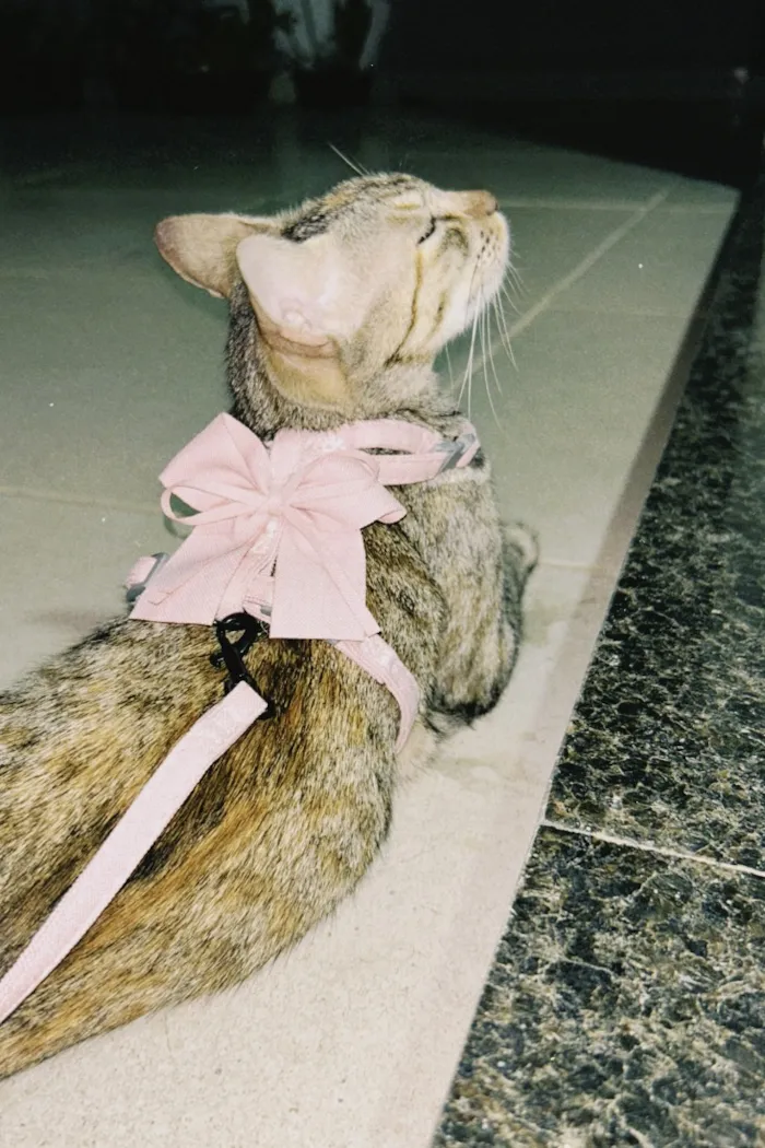 Gato raça SRD-ViraLata idade 6 ou mais anos nome Shirra