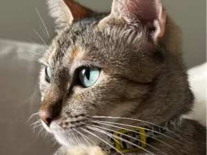 Gato raça SRD-ViraLata idade 6 ou mais anos nome Shirra