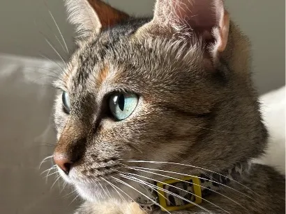 Gato raça SRD-ViraLata idade 6 ou mais anos nome Shirra