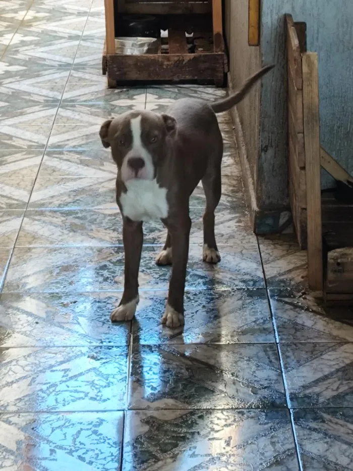 Cachorro raça Pit-Bull idade 7 a 11 meses nome Bradoque
