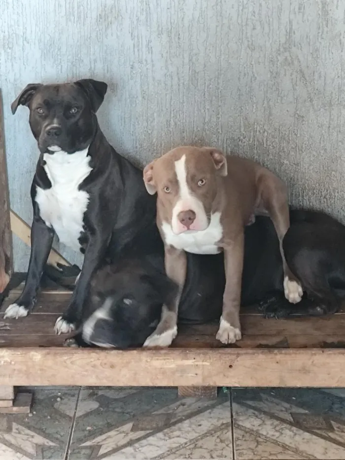 Cachorro raça Pit-Bull idade 7 a 11 meses nome Bradoque