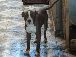 Cachorro raça Pit-Bull idade 7 a 11 meses nome Bradoque