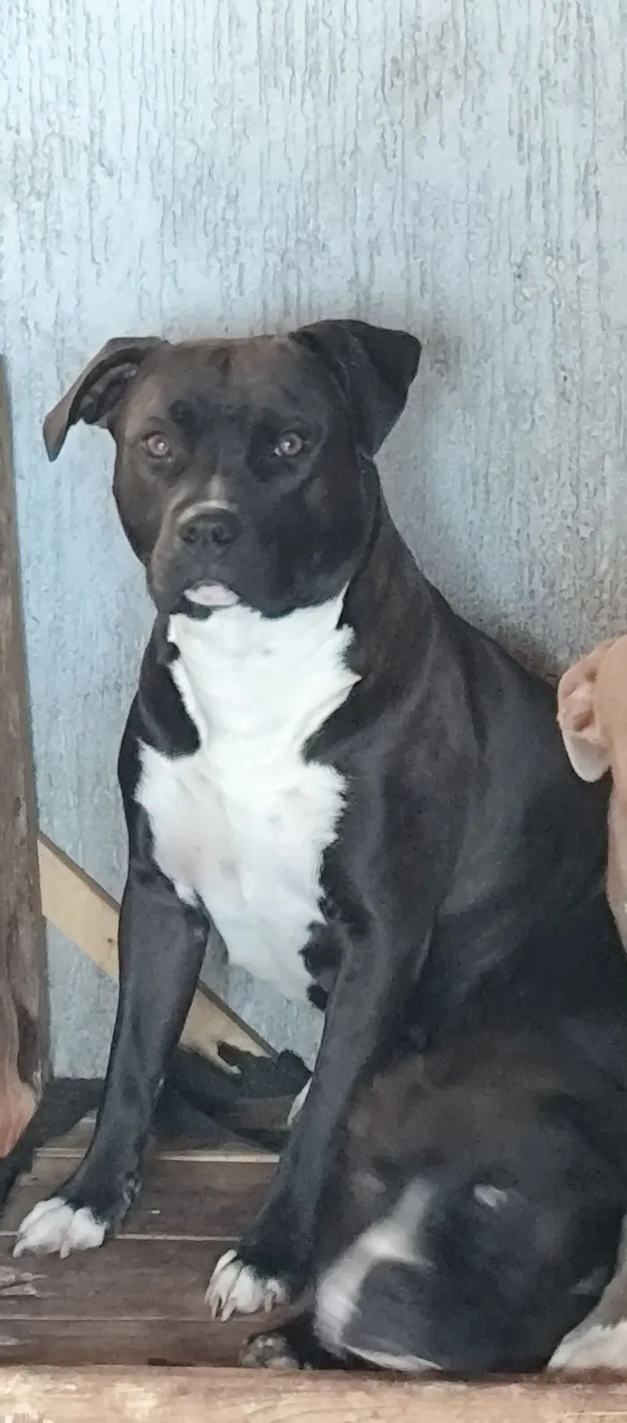 Cachorro raça Pit-Bull idade 1 ano nome Cristal
