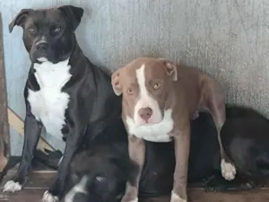 Cachorro raça Pit-Bull idade 1 ano nome Cristal