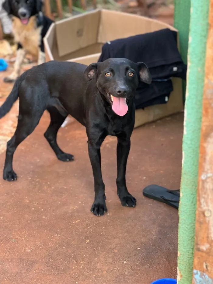 Cachorro raça SRD-ViraLata idade 1 ano nome Costelinha