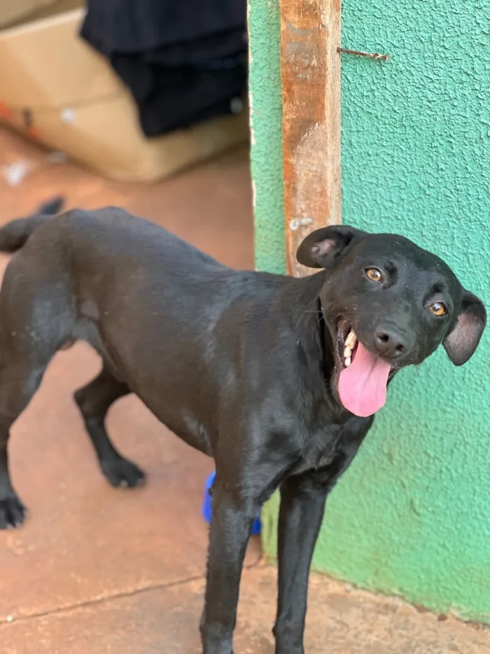 Cachorro raça SRD-ViraLata idade 1 ano nome Costelinha