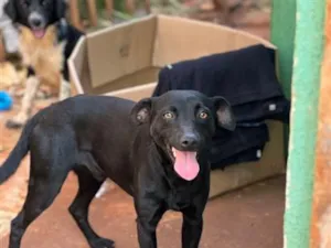 Cachorro raça SRD-ViraLata idade 1 ano nome Costelinha