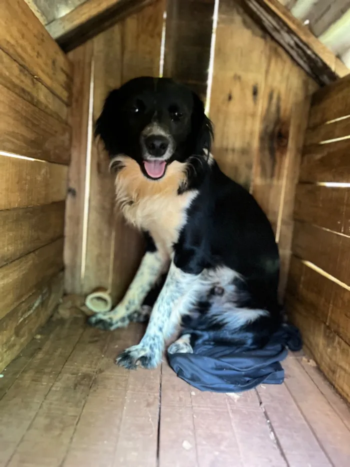 Cachorro raça SRD-ViraLata idade 1 ano nome Óreo