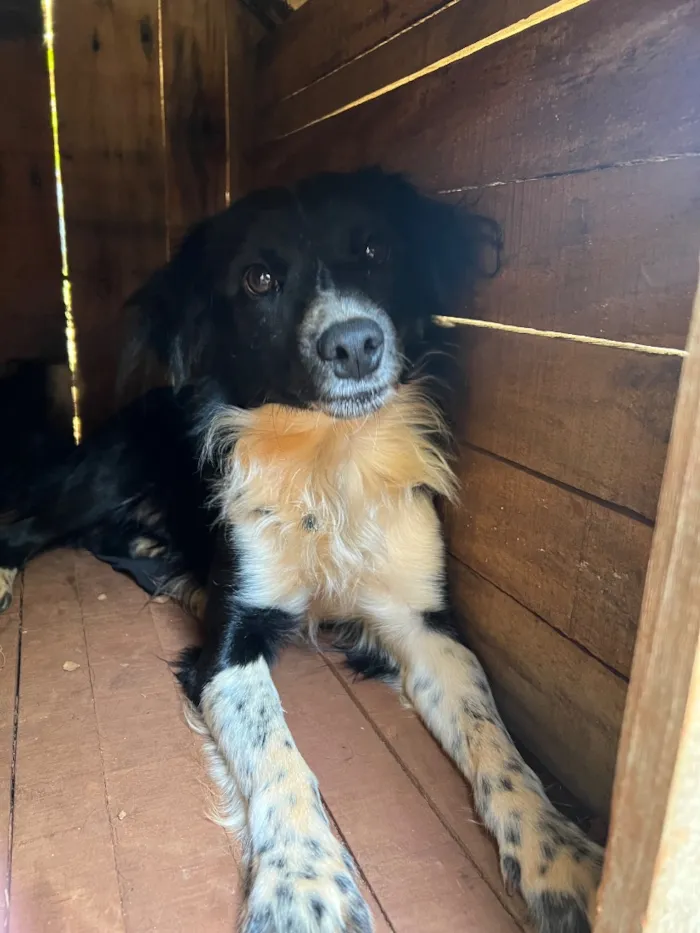 Cachorro raça SRD-ViraLata idade 1 ano nome Óreo