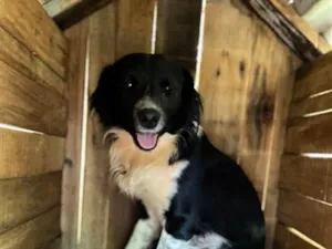 Cachorro raça SRD-ViraLata idade 1 ano nome Óreo