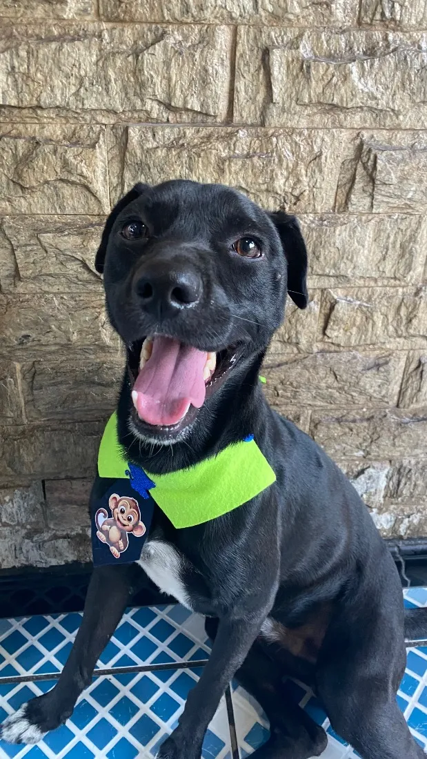 Cachorro raça SRD-ViraLata idade 2 a 6 meses nome Lucke