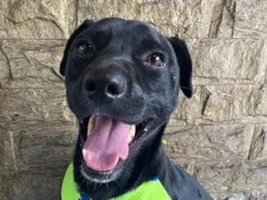 Cachorro raça SRD-ViraLata idade 2 a 6 meses nome Lucke