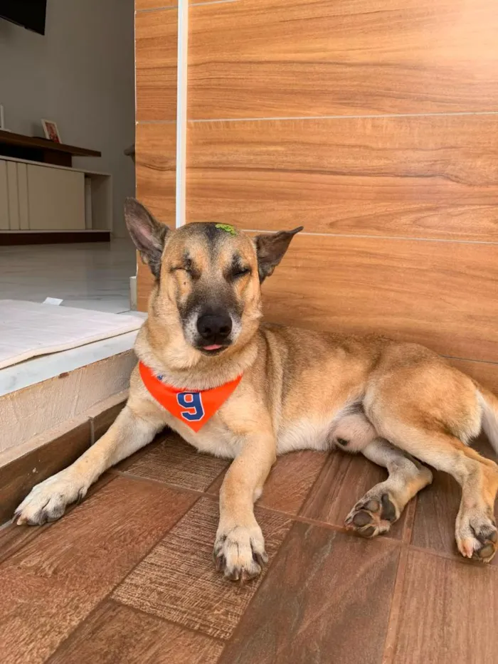 Cachorro raça SRD-ViraLata idade 6 ou mais anos nome Luke