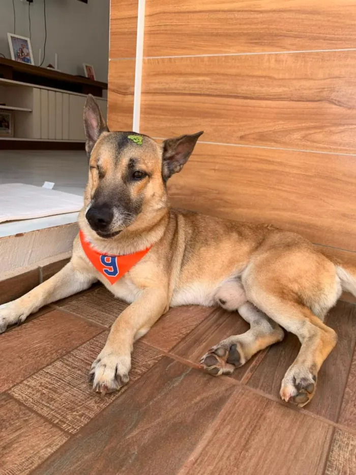 Cachorro raça SRD-ViraLata idade 6 ou mais anos nome Luke