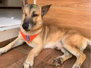 Cachorro raça SRD-ViraLata idade 6 ou mais anos nome Luke