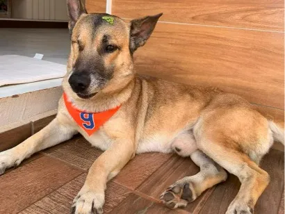 Cachorro raça SRD-ViraLata idade 6 ou mais anos nome Luke