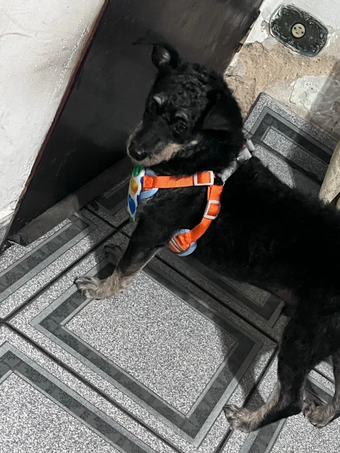 Cachorro raça SRD-ViraLata idade 2 a 6 meses nome PITOCO