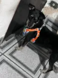 PITOCO