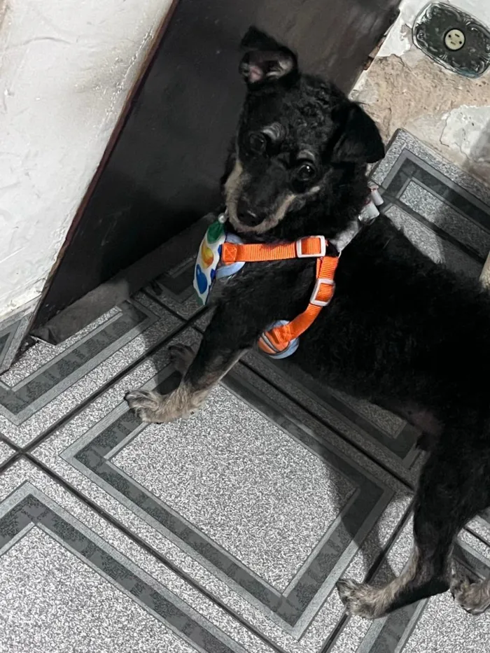 Cachorro raça SRD-ViraLata idade 2 a 6 meses nome PITOCO