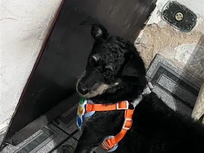 Cachorro raça SRD-ViraLata idade 2 a 6 meses nome PITOCO
