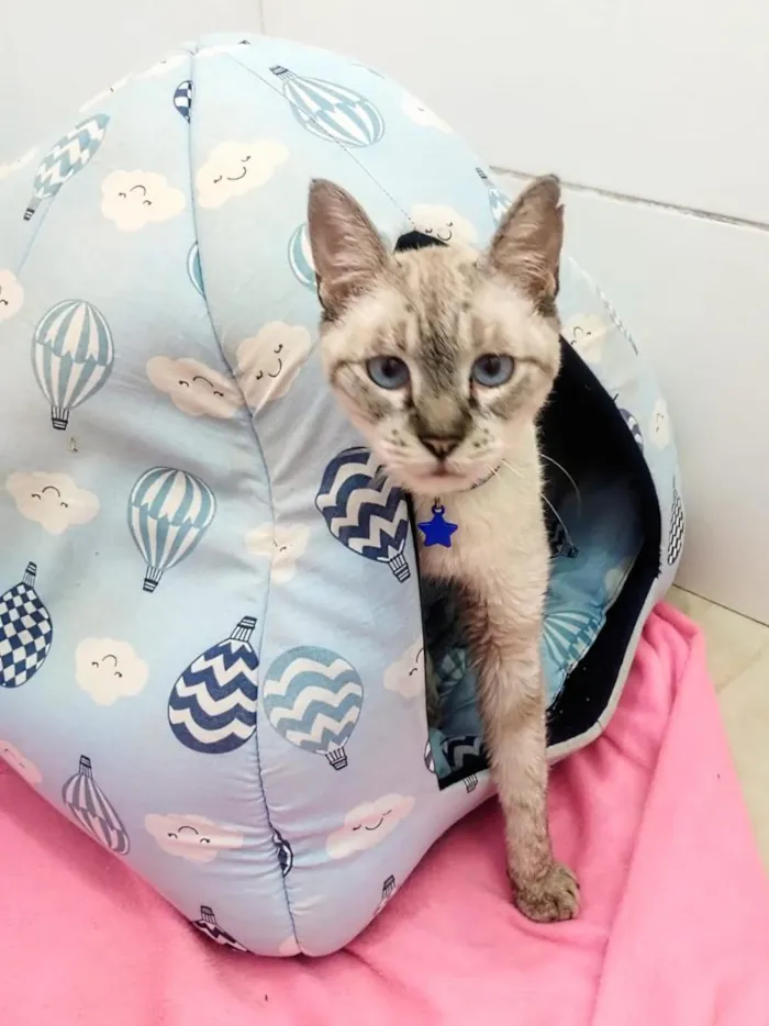 Gato raça SRD-ViraLata idade 2 anos nome Ninho