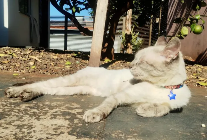 Gato raça SRD-ViraLata idade 2 anos nome Ninho