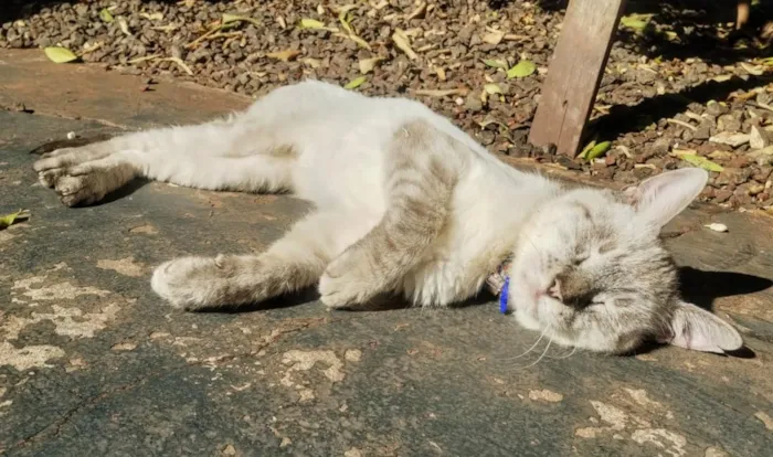 Gato raça SRD-ViraLata idade 2 anos nome Ninho