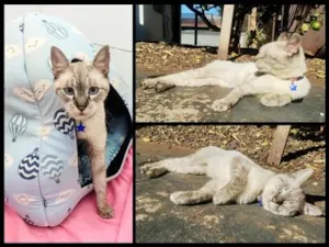 Gato raça SRD-ViraLata idade 2 anos nome Ninho