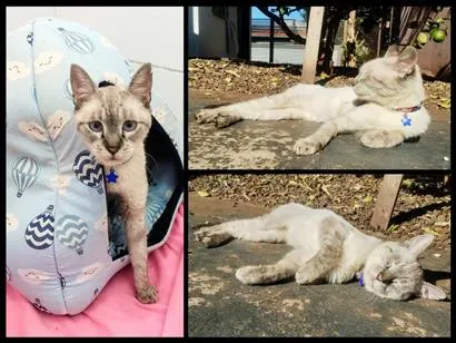 Gato raça SRD-ViraLata idade 2 anos nome Ninho