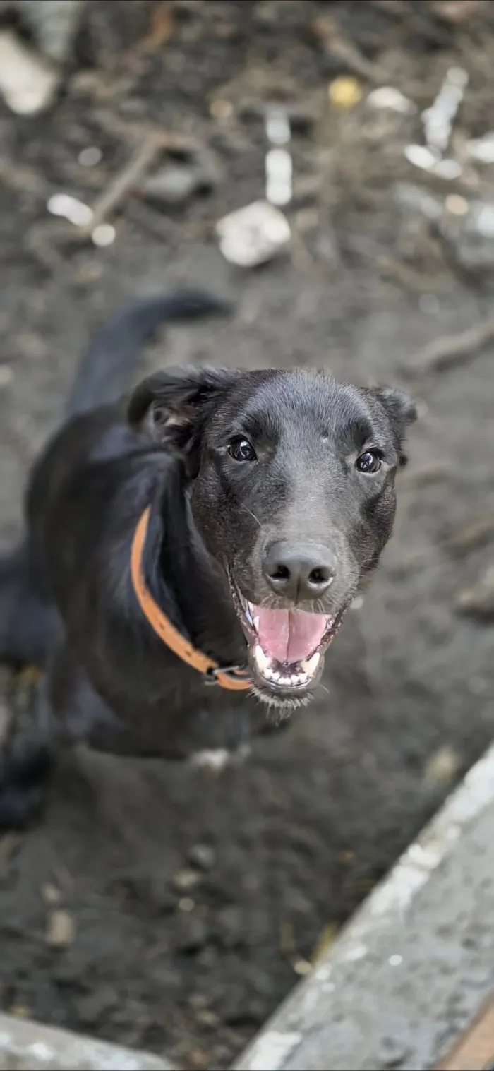 Cachorro raça SRD-ViraLata idade 2 anos nome Tuco