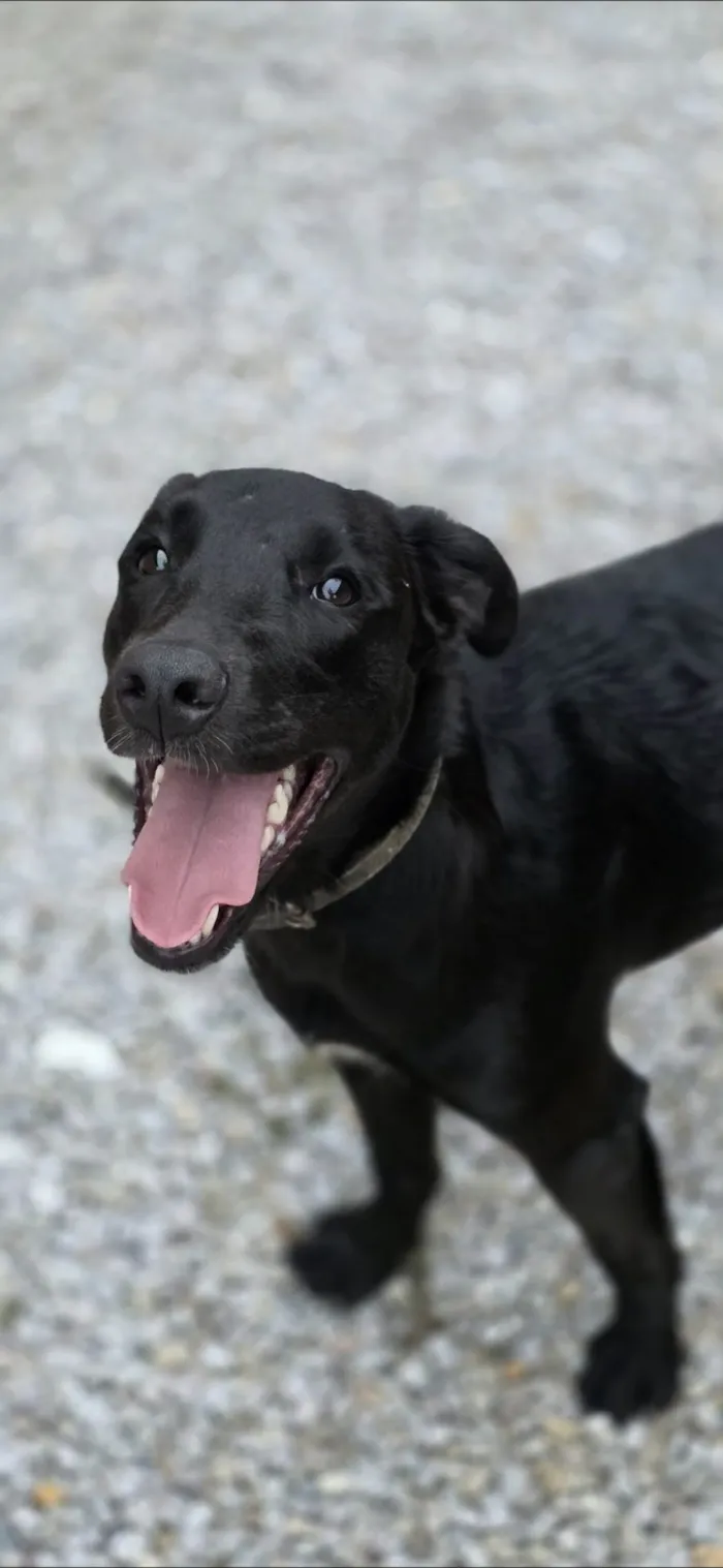 Cachorro raça SRD-ViraLata idade 2 anos nome Tuco