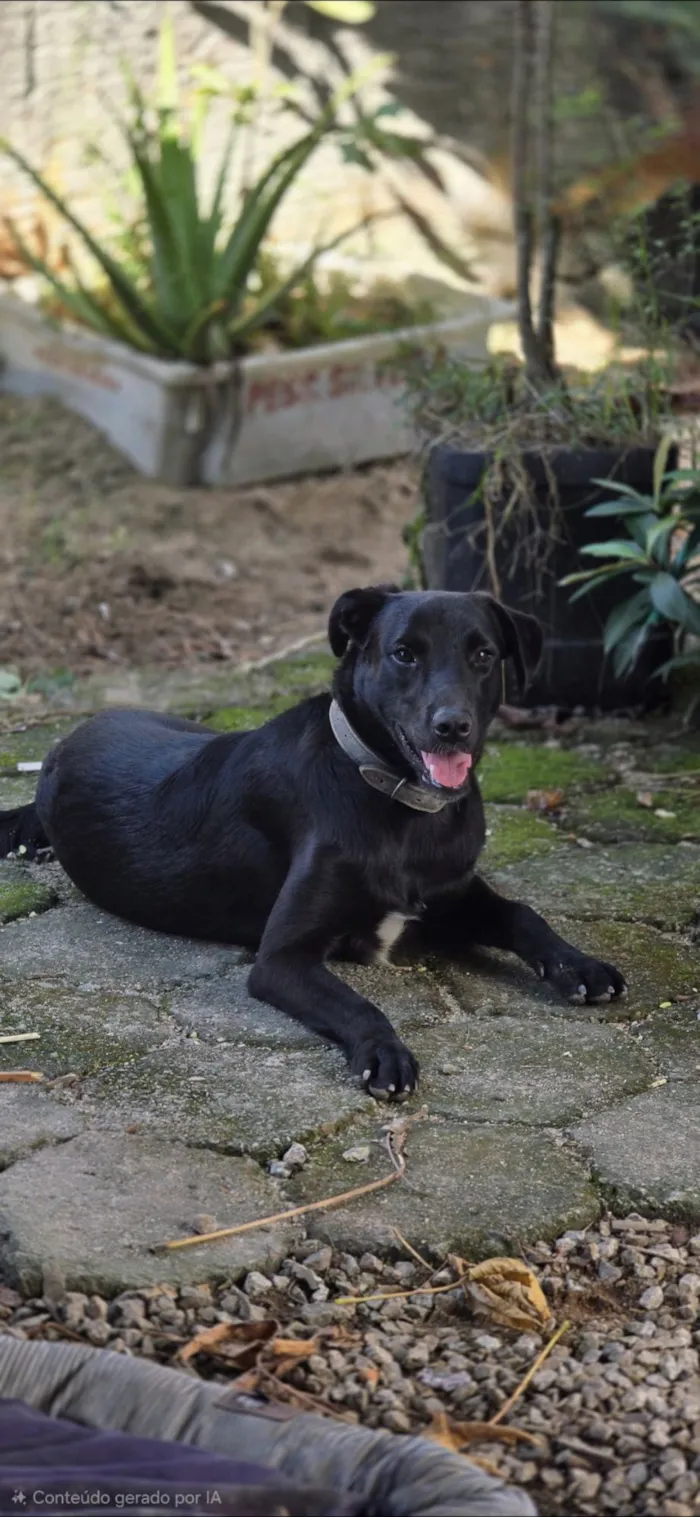 Cachorro raça SRD-ViraLata idade 2 anos nome Tuco