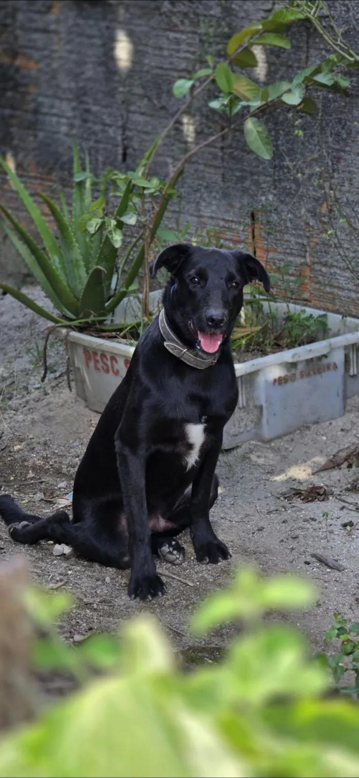 Cachorro raça SRD-ViraLata idade 2 anos nome Tuco