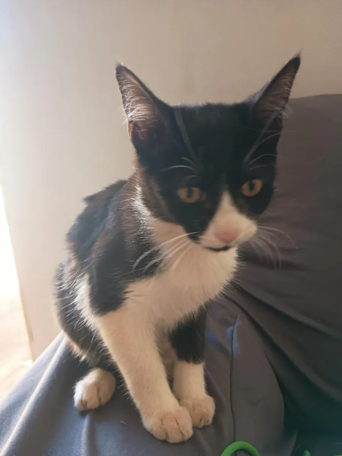 Gato raça SRD-ViraLata idade 2 a 6 meses nome Mia