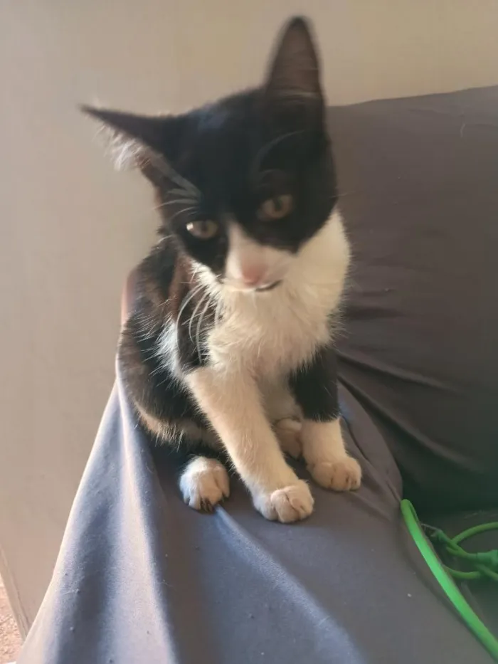 Gato raça SRD-ViraLata idade 2 a 6 meses nome Mia